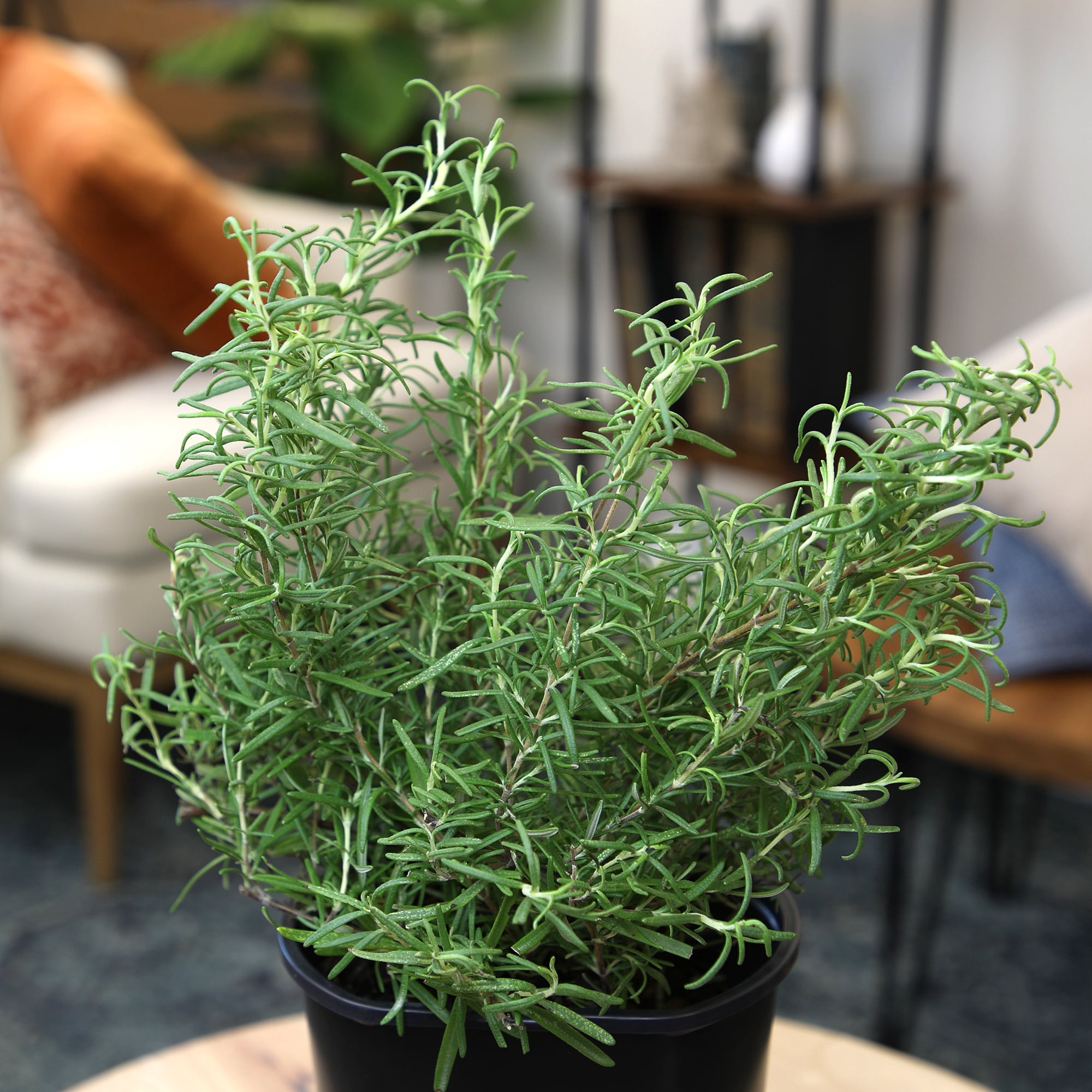 Altman Plants Ornamental Upright Rosemary | 1 gal. Grow Pot; Full Sun | Garden Annual, Outdoor Plant