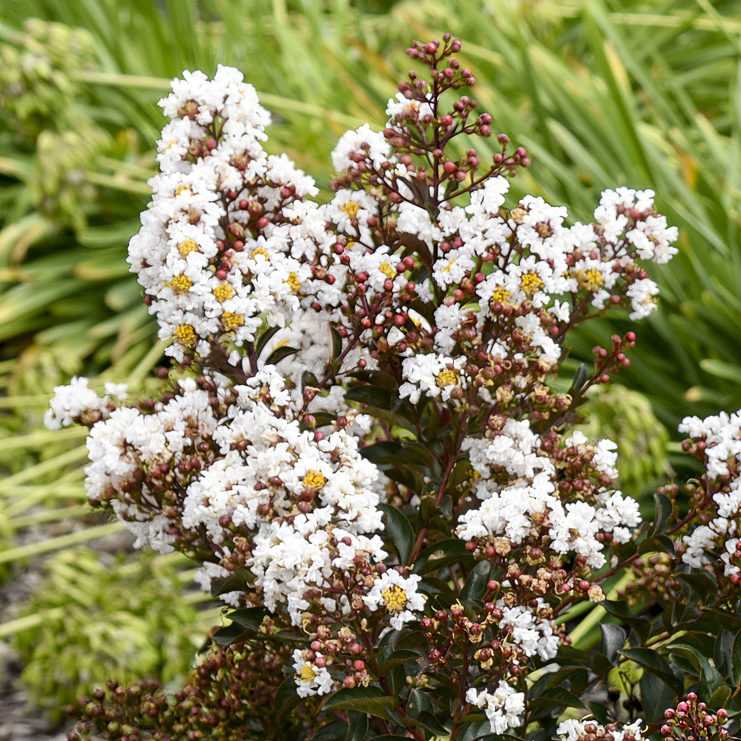 3 gal. Crape Myrtle Thunderstruck White Lightning Tree