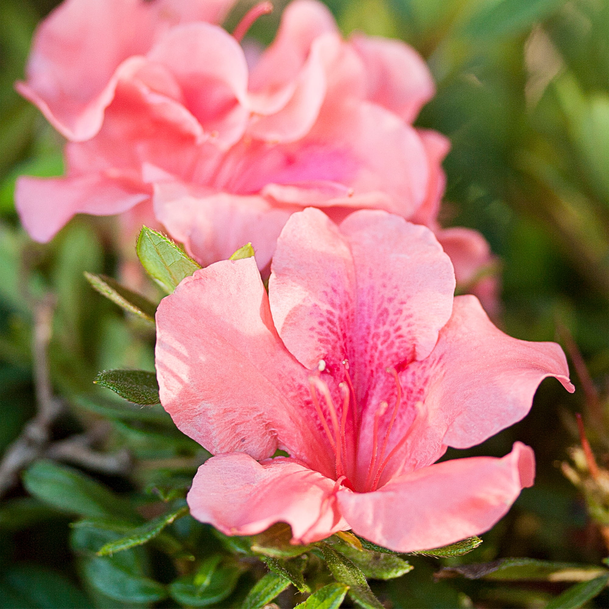 Azalea Encore Autumn Coral Live Shrubs (1 Gallon)