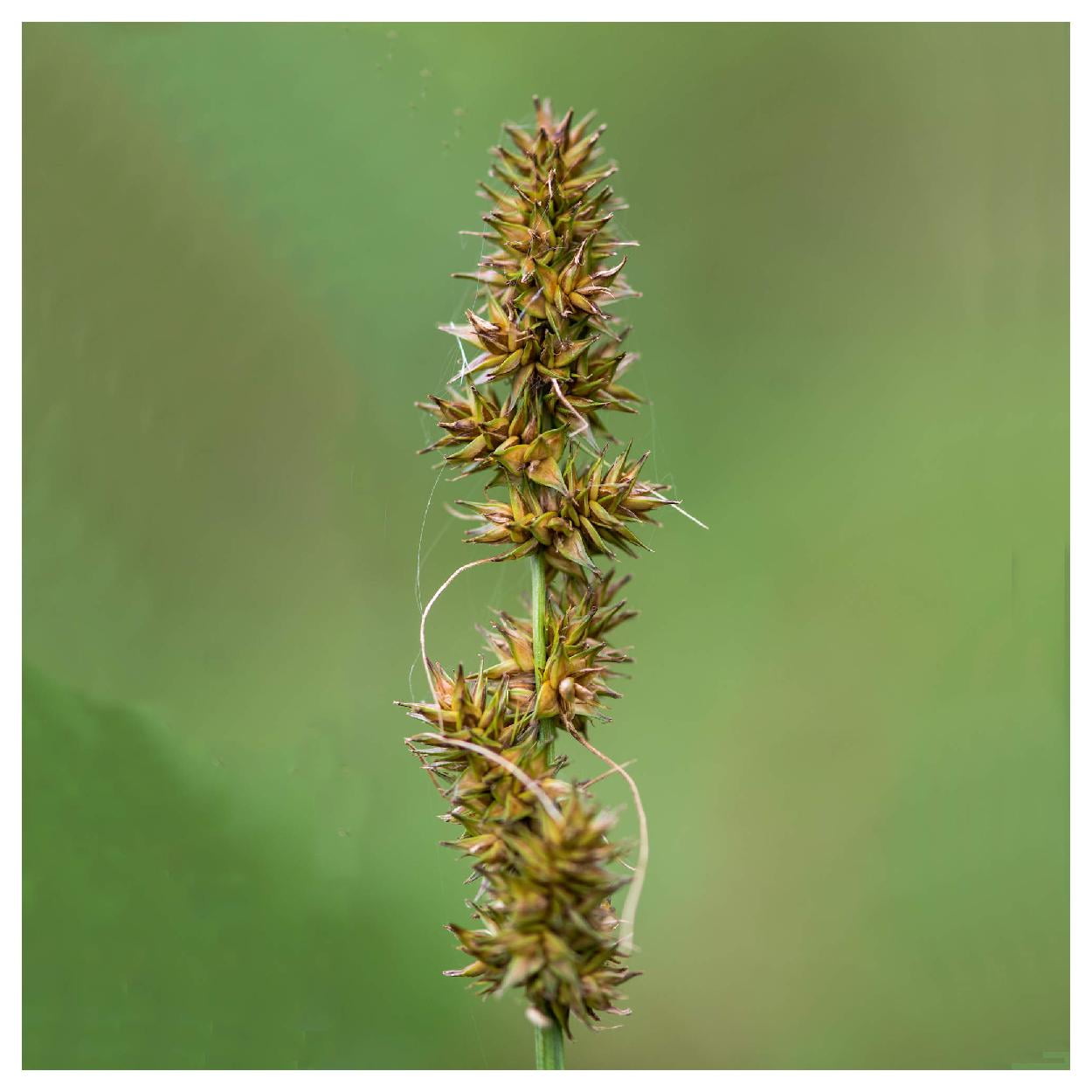 Everwilde Farms 1 oz Fox Sedge Native Grass Seeds Gold Vault Bulk