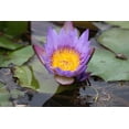 thumbnail image 1 of Howard Purple Pond Bloom Wall Decal, 1 of 2