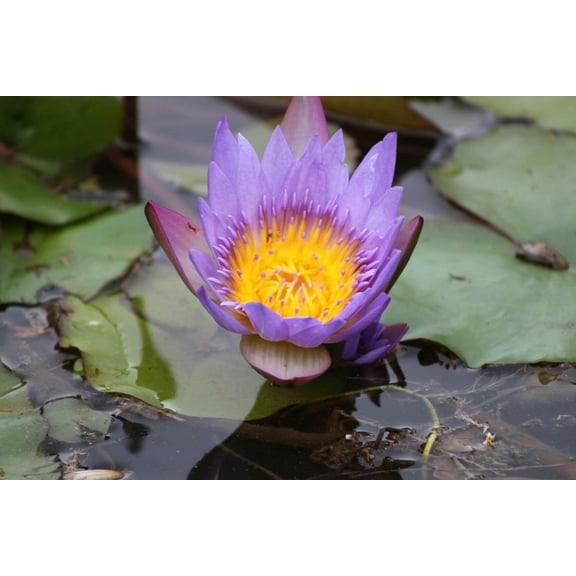 Howard Purple Pond Bloom Wall Decal