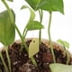 thumbnail image 5 of 100 Uds. De etiquetas para plántulas DIY, etiquetas creativas para plantas y flores, herramientas de jardín (amarillo), 5 of 6