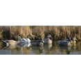 thumbnail image 4 of Higdon Outdoors Battleship Puddle Pack Duck Decoys, Foam-Filled, 4 of 4