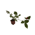 thumbnail image 2 of Triple Crown Thornless Blackberry Plant -  Rubus fruticosus - 3.25" Pot, 2 of 4