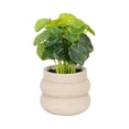 thumbnail image 1 of DesignOvation 7.5"H Artificial Money Plant in Tan Textured Cement Pot, 1 of 8