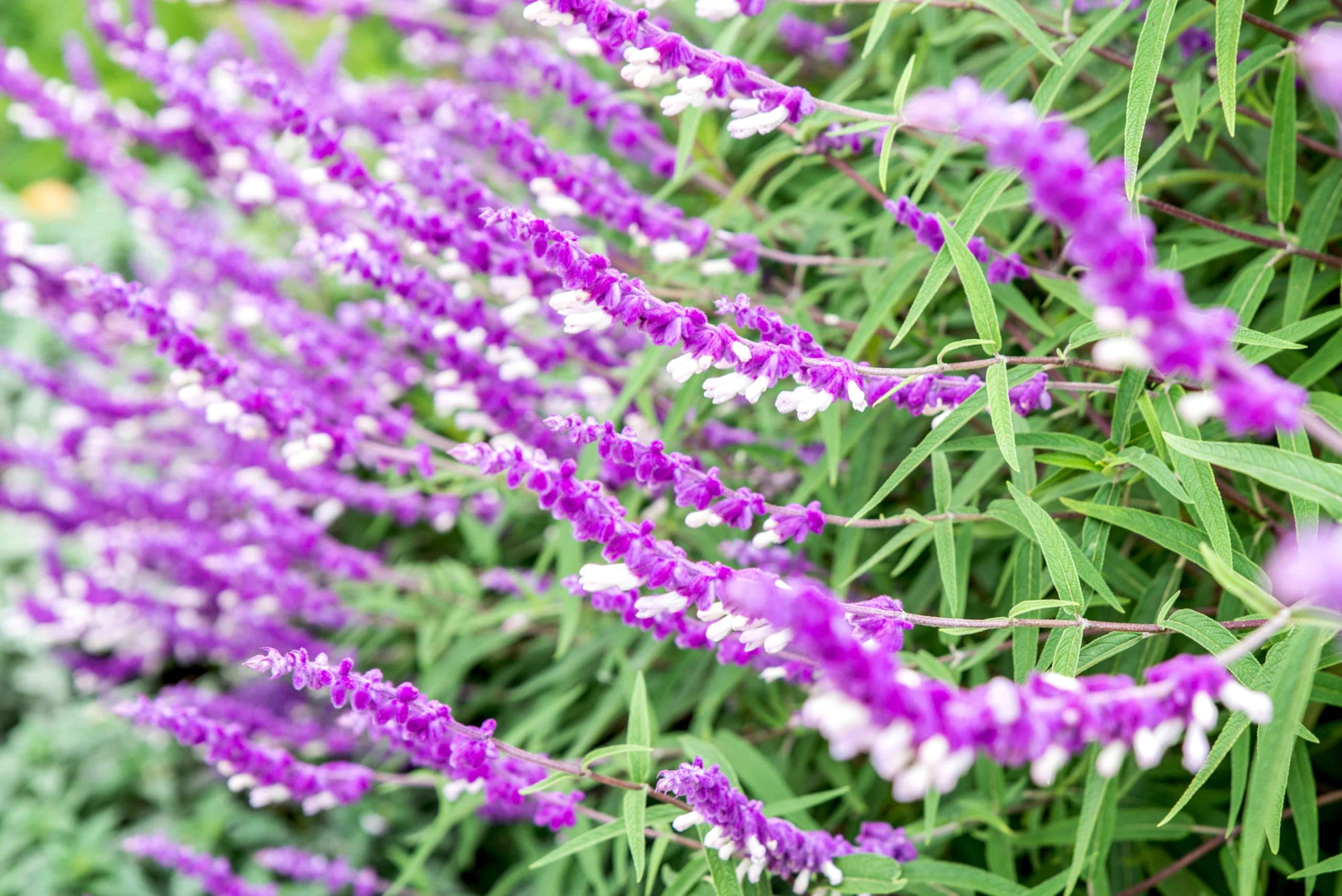 Salvia Mexican Sage | 3 Live Plants | Salvia leucantha | Velvety Purple Flower Spikes | Drought Tolerant Landscape Perennial