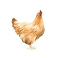 thumbnail image 3 of Scarvey, Emma 15x18 Black Modern Framed Museum Art Print Titled - Autumn Chicken I, 3 of 5