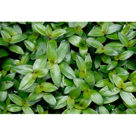 10 Small Leaf Tradescantia Spiderwort Cuttings to Grow - Easy to Grow Wandering Jew