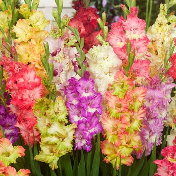 Parrot Gladiolus Mixture Flower Bulbs - 25 Bulbs per Pack - Attracts Butterflies and Hummingbirds - Deer Resistant - Good as Cut Flowers - Grows Well In Containers - Perennializing - Live Garden