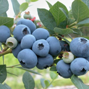 R. Terra Blueberry - Cyanococcus Dietary Supplement, 3 oz - 85 gr
