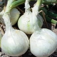thumbnail image 6 of TomorrowSeeds - 3 Colors Mix Onion Sets (Bulbs) Seeds - 1 Pound - Variable Set Sizes, 6 of 11