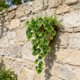 thumbnail image 5 of Plantas colgantes artificiales de Monstera | Guirnalda de hiedra verde artificial para colgar en la pared | Hojas de Monstera artificiales para decoración de interiores y exteriores, 5 of 7