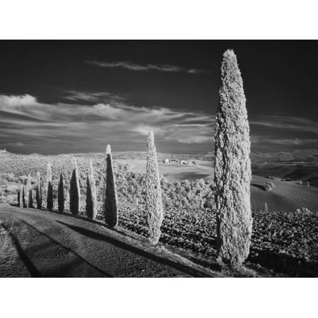 Infra Red Black and White View of Drive Lined with Cypress Trees, San Quirico D'Orcia, Tuscany, Ita Print Wall Art By Adam