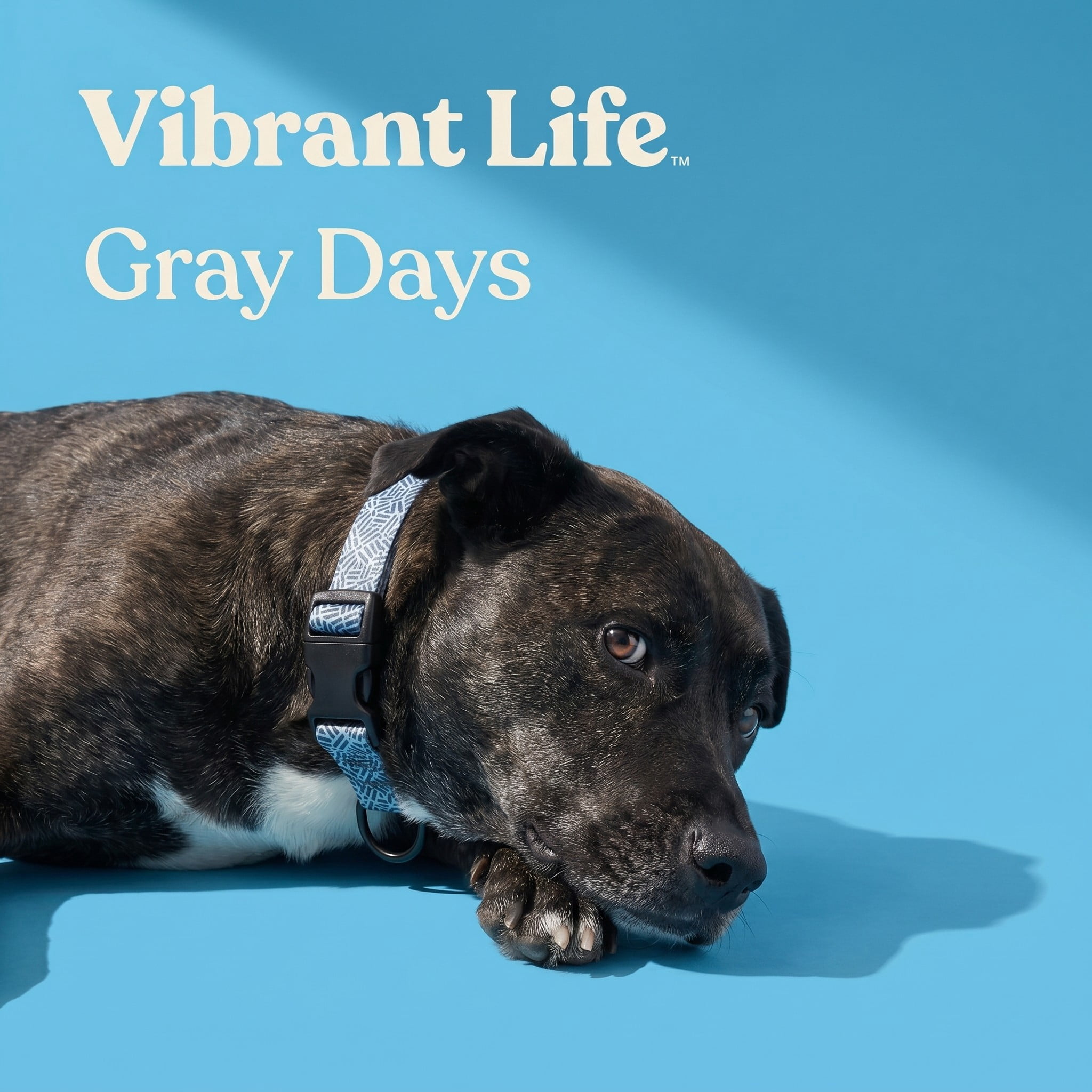 Vibrant Life Polyester Cushioned Adjustable Dog Collar, Gray Print, M