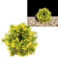 thumbnail image 1 of Grasa de Acuario, Caja de Color Fish Bola de Hierba de Plástico Plantas de Acuario Beta Acesorios Accesorios Artificiales Bola de Hierba de Acuario Para Acuario, 1 of 7