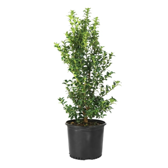 National Plant Network 3 gal. Ilex Miss Patricia Shrub