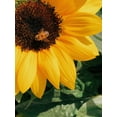 thumbnail image 5 of Dwarf Sunspot Sunflower Seeds/ Annual/ Full Sun/ 2K Seeds 1/4lb/ Zellajake Farm and Garden - B263, 5 of 6