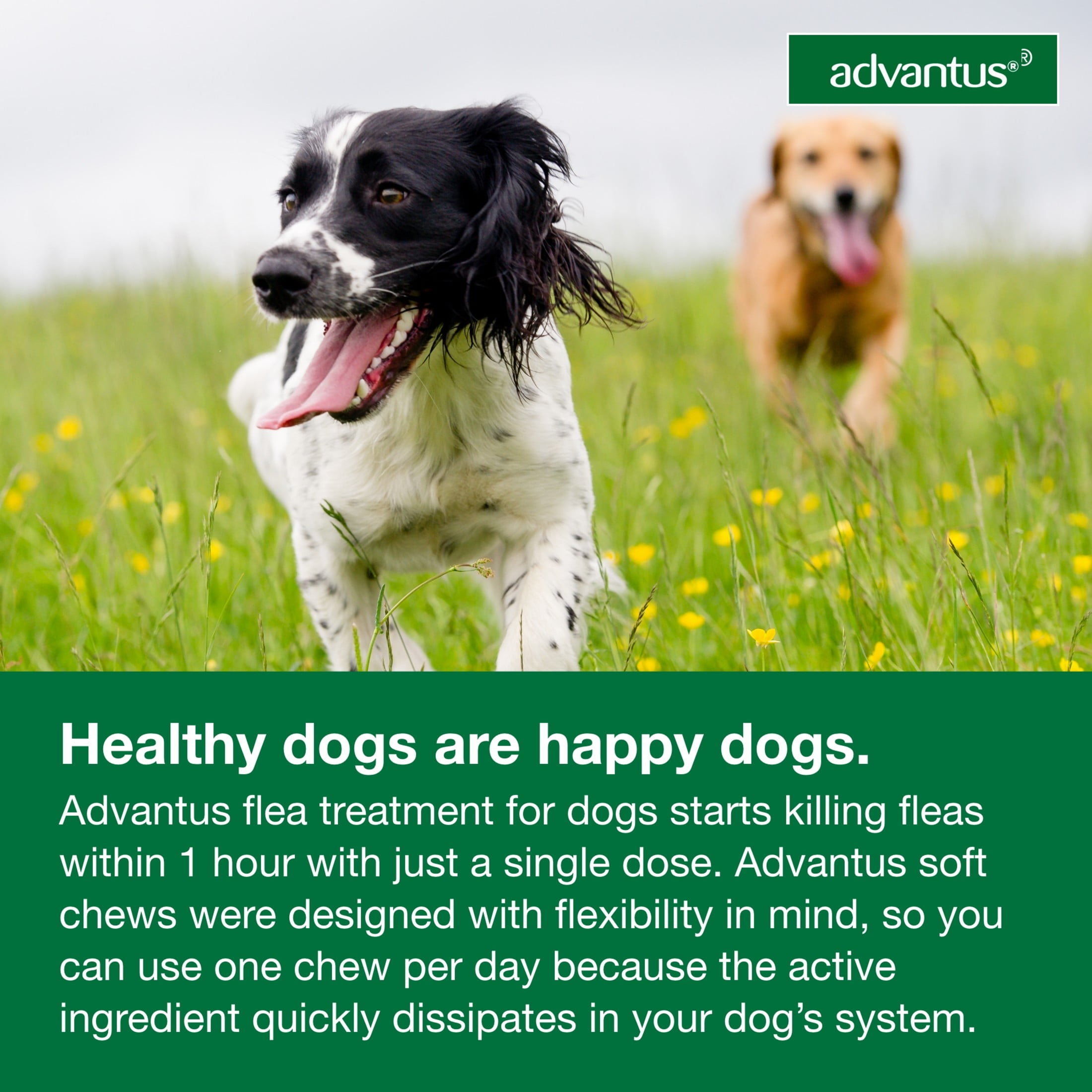Advantus dog top flea treatment