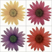 Blue Mountain Wallcoverings Walls My Way Daisies Self Stick Wall Art