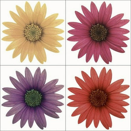 Blue Mountain Wallcoverings Walls My Way Daisies Self Stick Wall Art