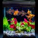 thumbnail image 4 of unbranded 3Ud Adorno Para De Peces Simulado En Silicona Natural, 4 of 6