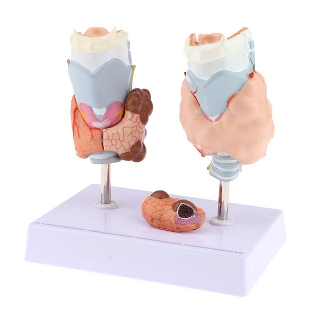Magnified Human Anomy Model, Organ Dissection Model for Anomical Study, 89 x 909 inches