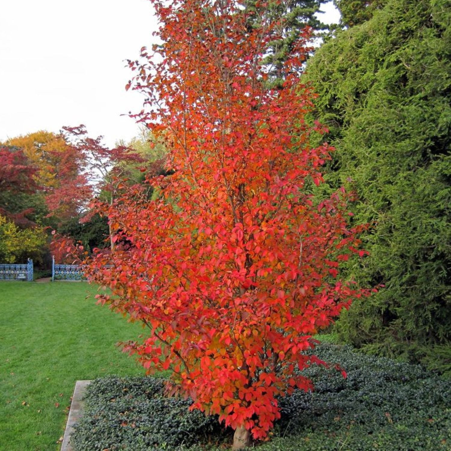 Expert Gardener 12-18" Stewartia Japanese Live Tree in 2 gal. Grower Pot