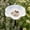 B, variant on Pollinator Waterer, Glazed Floral Ceramic Stake Design Outdoor Garden Insect Water Bath Yard Decor Ornament