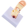 thumbnail image 2 of Modèle d'Anatomie, Modèle d'Émulation d'Oreille Scientifique Anatomie Multi Structure pour École pour Hôpital pour Laboratoire, 2 of 8