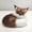 A5468 Gifts decorations under 5$, variant on Xqxayjr under $5 Faux Fur Fox Ornament, Artificial Fox Christmas Ornament, Mini Realistic Faux Fur Sleeping Fox Figurine, Cute Animal Decor for Tree Shelf Display, Soft PlushToyforKidsCollectors