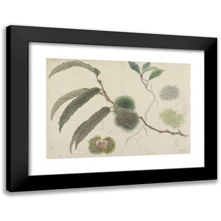 Ishikawa Kazan 14x11 Black Modern Framed Museum Art Print Titled - Tame Chestnuts on a Branch (1800 - 1900)