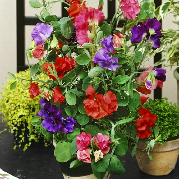 Outsidepride 500 Royal Sweet Peas Plant Seeds, Climbing Vine with Colorful Blooms