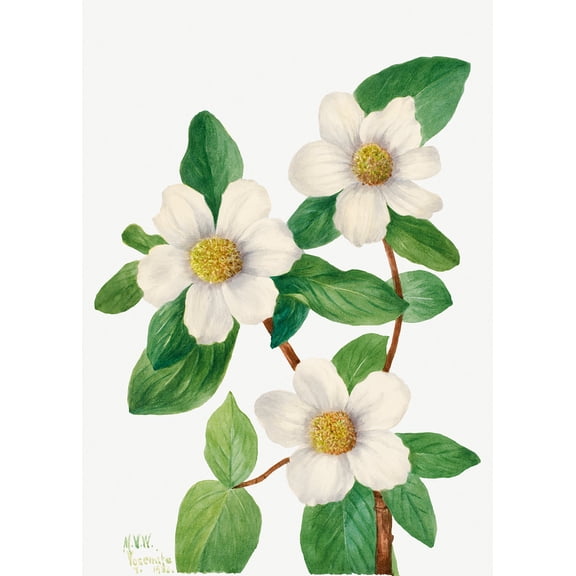 Botanical Plant Illustration - Pacific Dogwood (Cornus nuttallii) by Mary Vaux Walcott - 12" x 18" Art Print Wall Decor