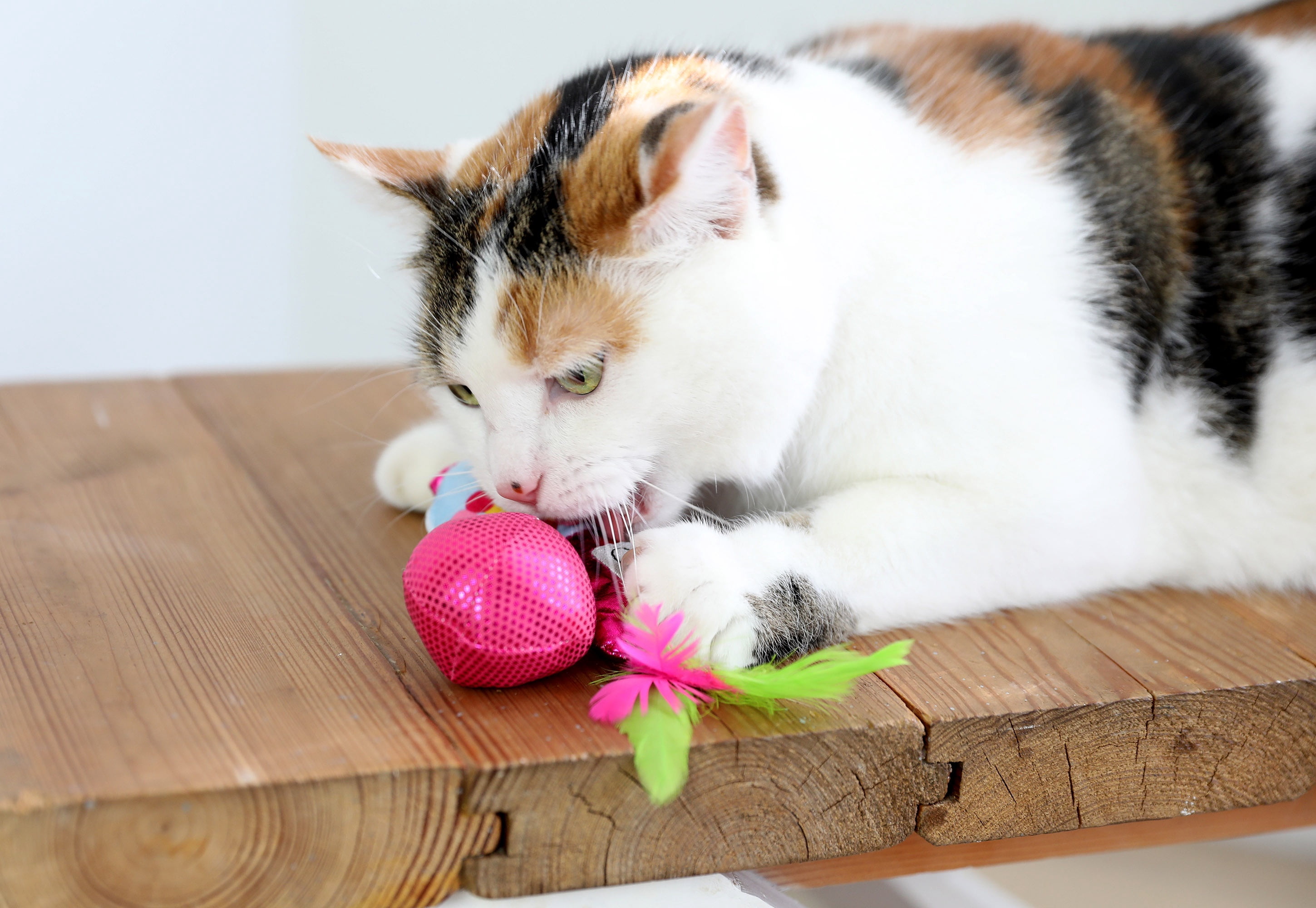 Quirky Kitty Batty Bubble Gum Chase and Pounce Catnip Cat Toy, Pack of 7