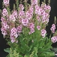 thumbnail image 5 of 100 MIXED COLORS VERBASCUM Verbascum Phoeniceum Flower Seeds, 5 of 5