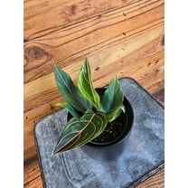 Aglaonema Red Vein, 4” Plant, The Plant Farm