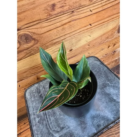 Aglaonema Red Vein, 4” Plant, The Plant Farm