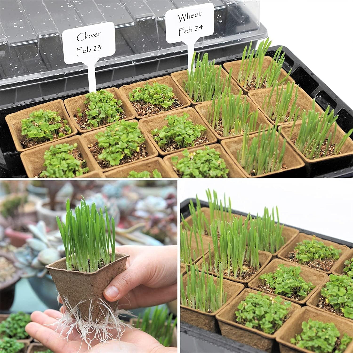 Seed Starter Kit with 90 Peat Pots for Seedlings Seed Starter Trays, 5 Plastic Growing Trays 20 Plant Labels & 3 Garden Tools, Outdoor or Indoor Herb Garden Nursery