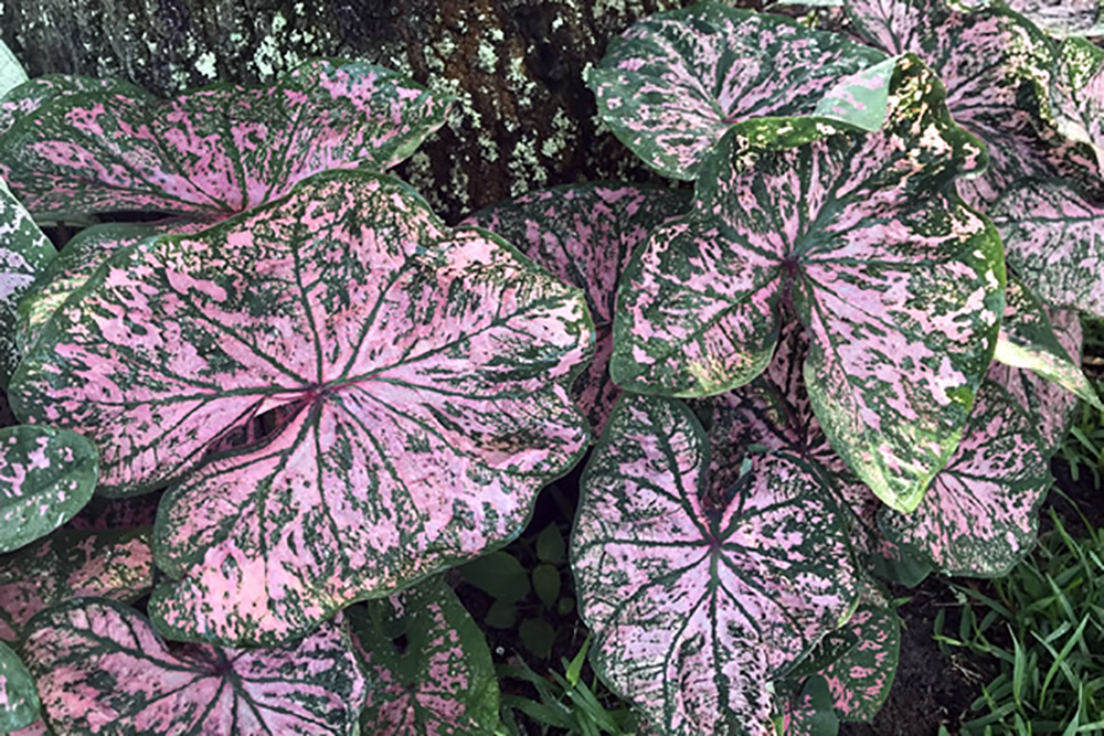 Florida Elise Caladium 3 Bulbs Pink Fancy Leaf