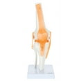 thumbnail image 2 of Axis Scientific Functional Knee Joint Anatomy Model Set Includes Flexible Skeletal Knee Joint Model, Knee Joint Cross Section Model and Product Manuals, 2 Pack, 2 of 7