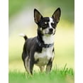 thumbnail image 4 of Heavy reflective dog collar with adjustable nylon mesh collar and D-ring, suitable for all types of dogs in gray L, 4 of 7