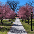 thumbnail image 4 of Live Cherry Blossom Flower Plant, Pink Cherry Flower for Zones 5-8, Dormant Tree from 3 to 5 inches Tall, 4 of 6