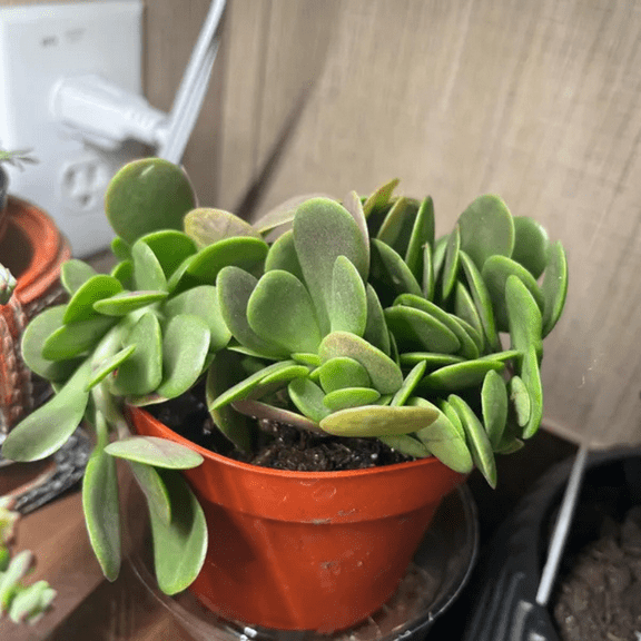 Weeping Jade, Trailing Jade, Variegated Succulent, Home Decor Plant, Homewarming Gift in 2" Pot