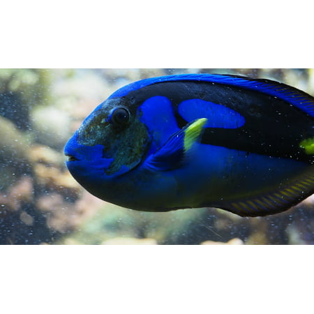 LAMINATED POSTER Reef Blue Fish Blue Tang Water Aquarium Poster Print 11 x