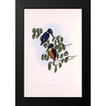 thumbnail image 2 of Gould, John 17x24 Black Modern Framed Museum Art Print Titled - Azure Kingfisher, 2 of 5