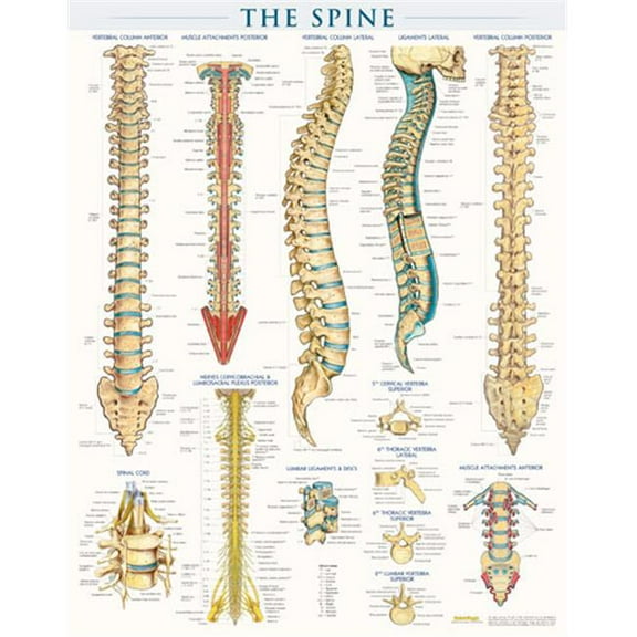 McLaren Spine Anatomy Wall Chart Illustrations