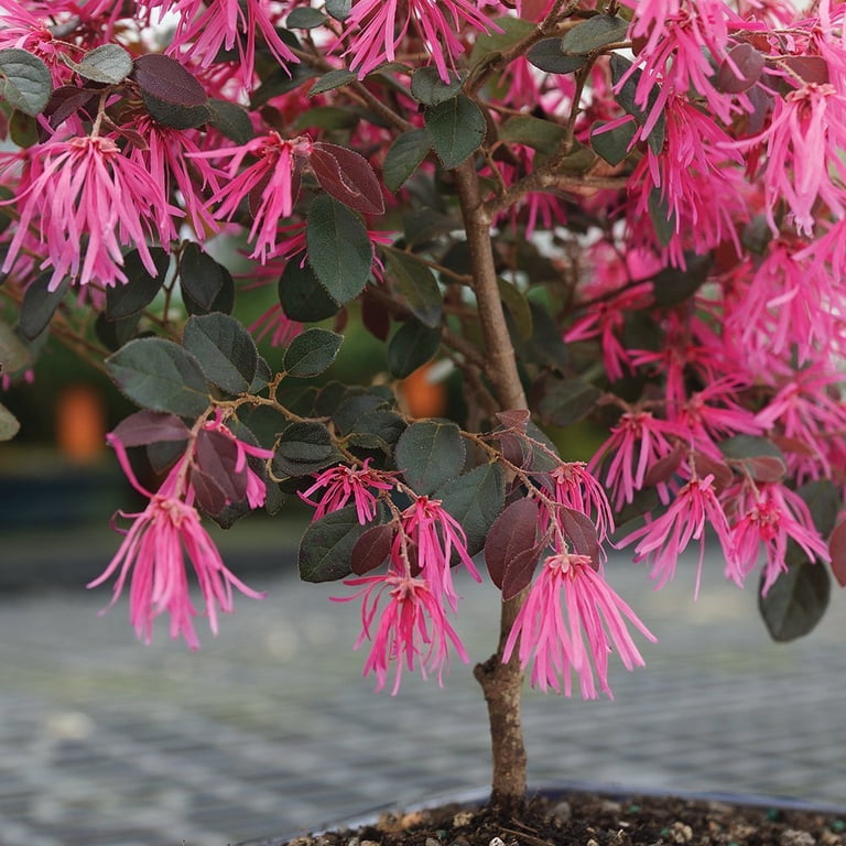 bonsai wurzeln schneiden anleitung Scharfe Bonsai Schere aus Stahl