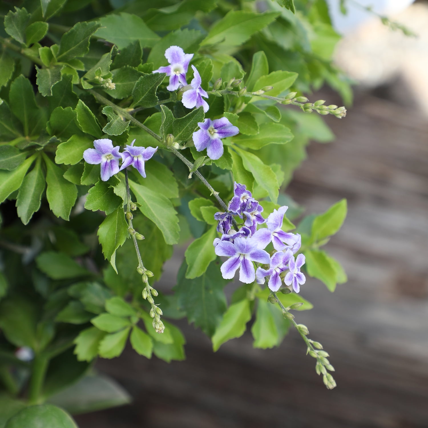 "Lone Star Growers Outdoor Live Plant Duranta Erecta Sweet Memories 18""-24"" tall