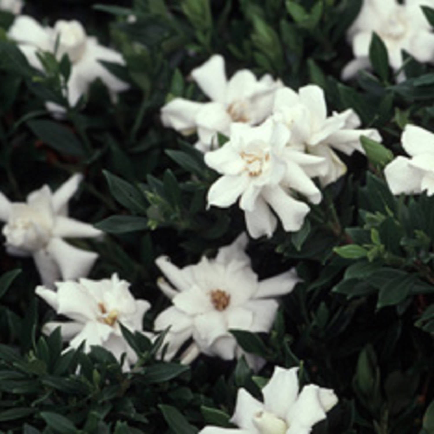 Expert Gardener Radicans Gardenia Live Shrub, 2.5 qt Grower Pot, White Blooms